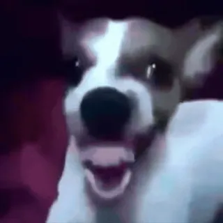 😂 dog whatsapp sticker