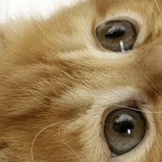 🥰 gato, olhos, animal, animal de estimação, gato doméstico, felino whatsapp sticker