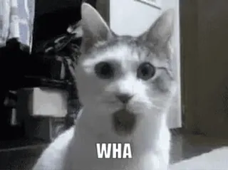 🥺 WHA cat, shocked, confused, meme, funny telegram sticker