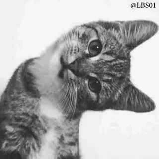 🙃 @LBS01 gato, atigrado, animal, mascota, lindo, gracioso whatsapp sticker