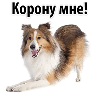 😘 Корону мне! dog, crown, pet, animal, Russian, sticker telegram sticker