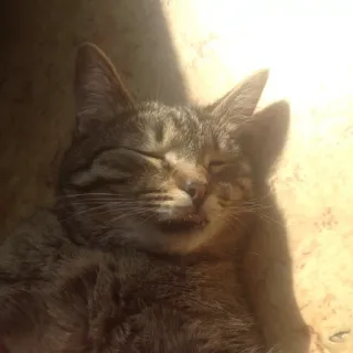 🐱 gato, animal, mascota, mamífero, felino, gato doméstico, gato atigrado telegram sticker