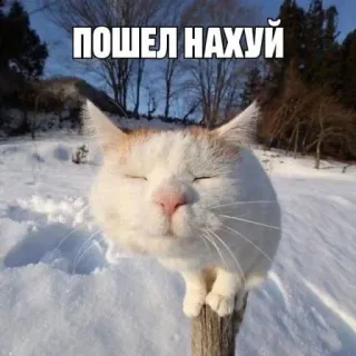 🤑 ПОШЕЛ НАХУЙ cat, offensive, russian, animal, meme, snow whatsapp sticker