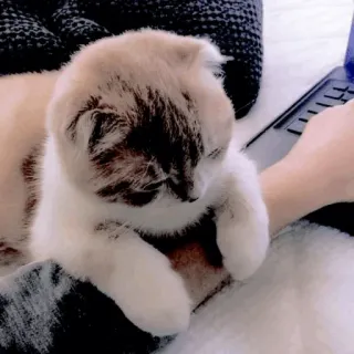 🥺 mèo, máy tính xách tay, dễ thương, mèo con, động vật, thú cưng telegram sticker