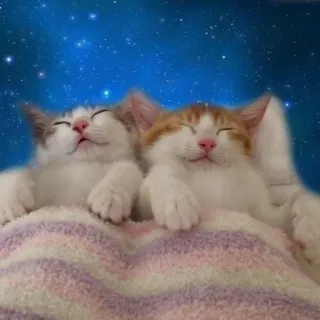 😴 koty, kocięta, śpiące, zwierzęta, noc, gwiazdy telegram sticker