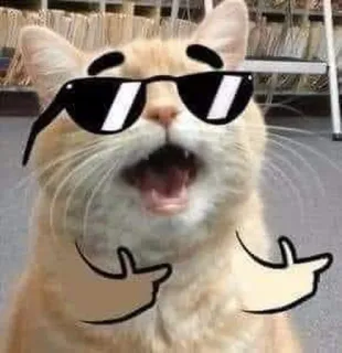 🎃 gato, óculos de sol, legal, meme, engraçado, animal, animal de estimação whatsapp sticker