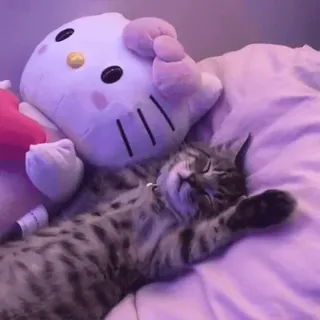 💕 chat, chaton, dormir, animal de compagnie, animal, Hello Kitty, jouet whatsapp sticker