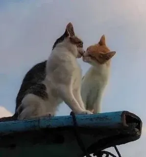 💋 кошки, целующиеся, животные, любовь, кошачьи, питомец, домашняя кошка telegram sticker