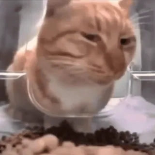 🤨 猫, 吃东西, 搞笑, 表情包, 橘猫, 宠物, 动物 whatsapp sticker