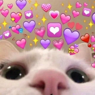 💜 gatto, cuori, amore, carino, animale, kawaii telegram sticker