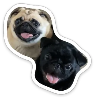 😝 dog, pug, puppy, animal, pet, cute telegram sticker
