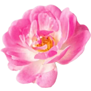 🌸 ดอกไม้, สีชมพู, กุหลาบ, ธรรมชาติ, ลายดอก, กลีบดอก, บาน telegram sticker