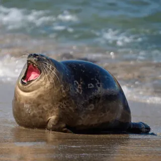 😂 phoque, animal, plage, océan, mer, mammifère, faune telegram sticker