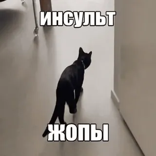 😱 ИНСУЛЬТ
ЖОПЫ chat, texte russe, mème, animal, humour whatsapp sticker
