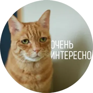 circleanimals telegram stickers