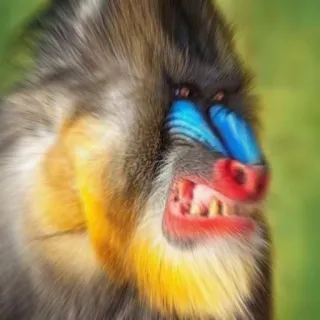 😡 animal, mandrill, primate, singe, faune, coloré telegram sticker