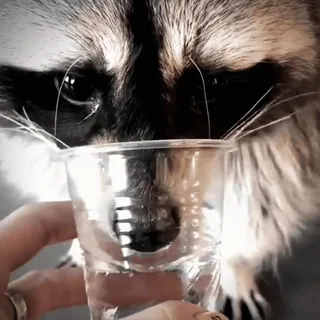 😱 mapache, agua, animal, bebiendo, lindo whatsapp sticker