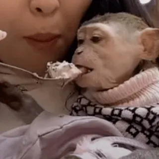 🐵 monyet, hewan, lucu, hewan peliharaan, manis, makan, kue, bayi telegram sticker