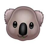 🐨