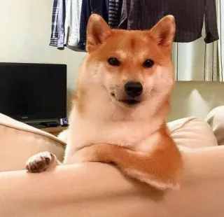 🧐 chien, shiba inu, animal de compagnie, animal, mignon, animal domestique telegram sticker