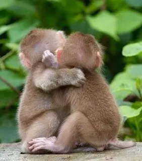 🐒 singes, câlin, mignon, animaux, nature, amitié, affectueux, primates telegram sticker