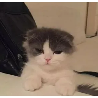 😂 chat, chaton, mignon, animal, animal de compagnie telegram sticker