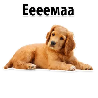 😀 Еееемаа dog, golden retriever, animal, cute, pet, puppy telegram sticker