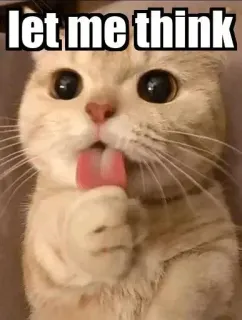 🤔 let me think chat, mème, pensée, drôle, animaux whatsapp sticker