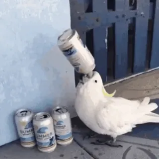 🦜 bird, parrot, cockatoo, alcohol, beer, drinking whatsapp sticker