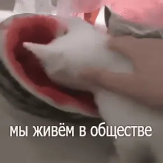 🃏 мы живём в обществе texte, russe, société, pastèque, chat whatsapp sticker