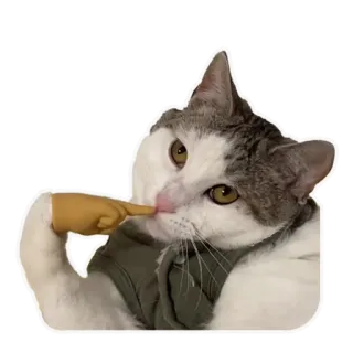 🤭 chat, animal, autocollant, mignon, animal domestique, mammifère telegram sticker
