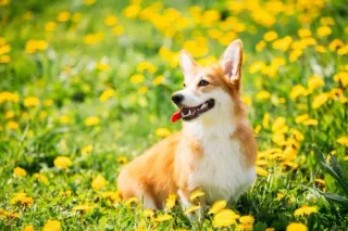 Corgos @minicita telegram stickers