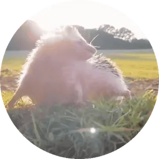 🌟 nhím, động vật, thiên nhiên, động vật hoang dã, cỏ, ngoài trời telegram sticker