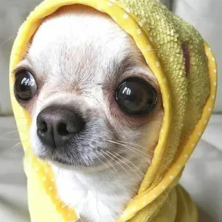🐶 dog, chihuahua, cute, hoodie, animal, pet telegram sticker
