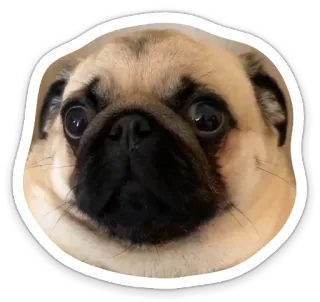 😳 dog, pug, animal, pet, cute, funny telegram sticker
