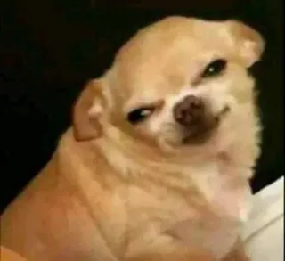 🤔 chihuahua, perro, mascota, animal, lindo, presumido, divertido whatsapp sticker