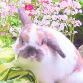 🐰 rabbit, bunny, pet, animal, flowers, cute whatsapp sticker