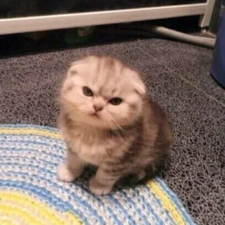 😡 cat, kitten, animal, pet, cute, scottish fold telegram sticker