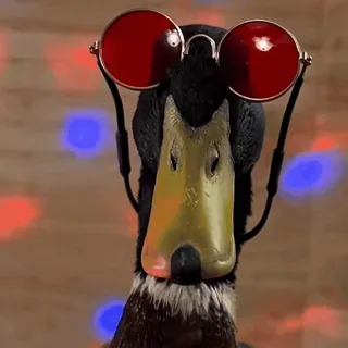🥳 Ente, Sonnenbrille, lustig, Tier, Vogel, cool telegram sticker