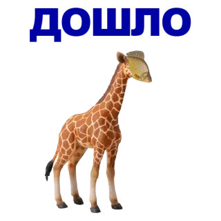 🐠 girafe, animal, safari, faune sauvage, long cou whatsapp sticker