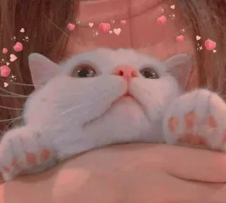 🐾 chat, chaton, mignon, animal, animal de compagnie, coeurs whatsapp sticker