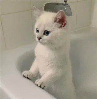 🌝 gato, gatinho, branco, banheira, animal, fofo, animal de estimação whatsapp sticker
