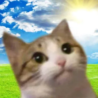 🤨 kot, zwierzę, słodki, mem, niebo, chmury telegram sticker