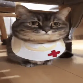🔙 gatto, infermiera, animale, animale domestico, animale domestico, carino, divertente telegram sticker