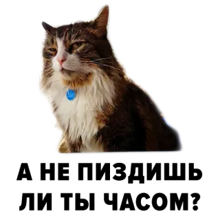 🤔 Katze, Tier, Haustier, Haustier, Katzenartig, Tigerkatze telegram sticker