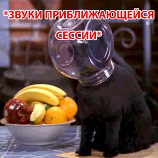 😙 *ЗВУКИ ПРИБЛИЖАЮЩЕЙСЯ СЕССИИ* 猫, ミーム, 面白い, 試験, セッション, フルーツ telegram sticker