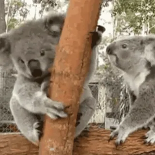 😚 coala, animais, fofo, natureza, vida selvagem, marsupial whatsapp sticker