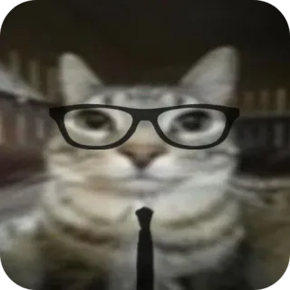 👓 gatto, occhiali, cravatta, formale, animale domestico, animale, umorismo telegram sticker