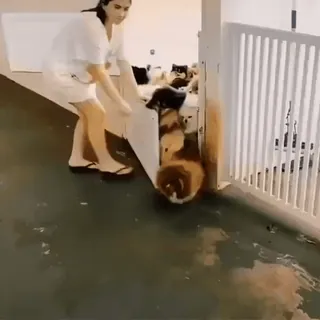 😍 woman, cats, flood, rescue, animals whatsapp sticker