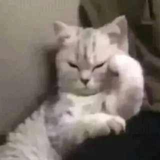 😪 猫, 中指, 粗鲁, 冒犯, 手势 telegram sticker